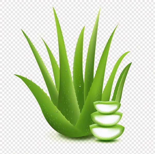 Aloe Vera fresco en rodajas Aloe Vera aislado sobre fondo transparente — Vector de stock