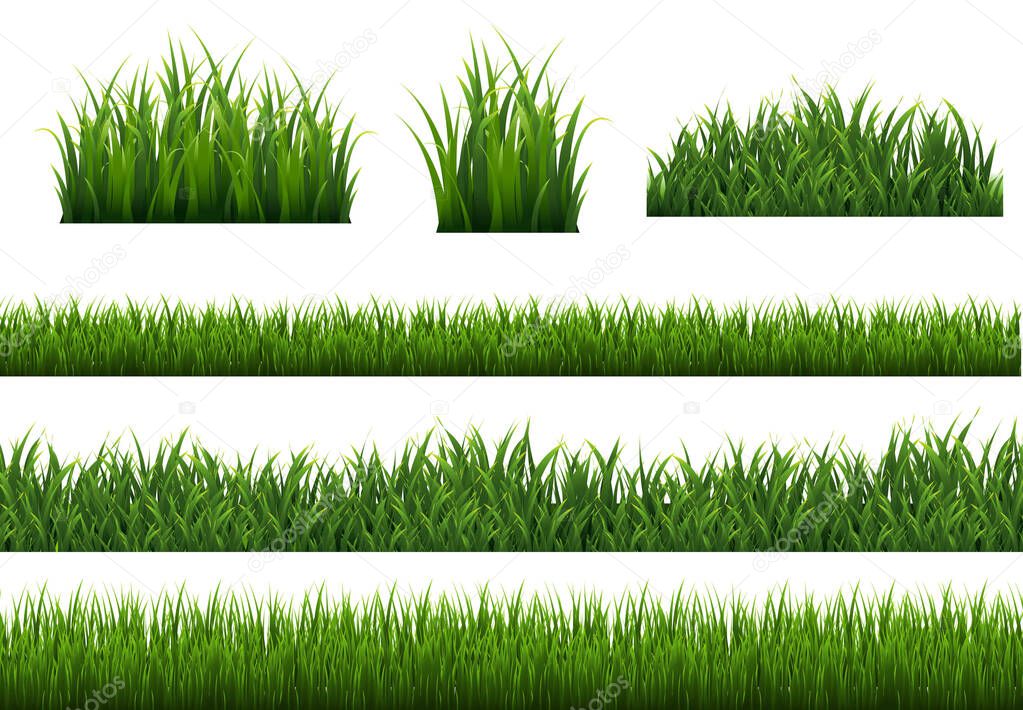 Green Grass Isolated White Background