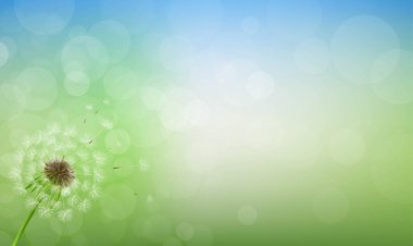 Karahindiba ve Bahar Bulanık Arkaplan