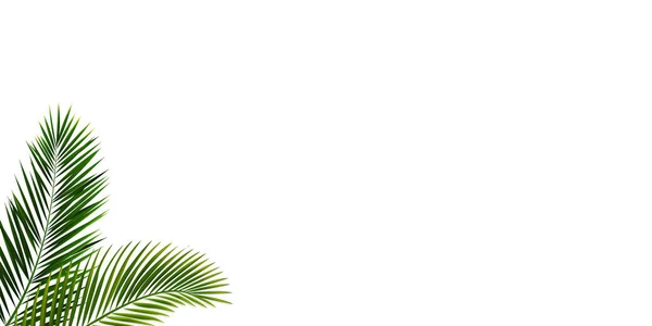 Dos hojas tropicales aisladas con fondo blanco — Vector de stock