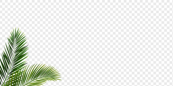 Deux feuilles tropicales isolées avec fond transparent — Image vectorielle