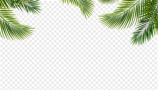 Confine di foglie tropicali isolato sfondo trasparente — Vettoriale Stock