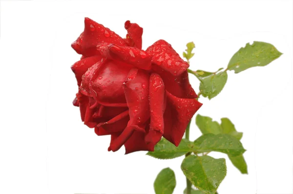 Βυσσινί τριαντάφυλλο — Φωτογραφία Αρχείου