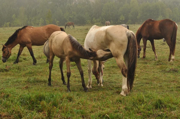 Horse feeding the foal in a meadow