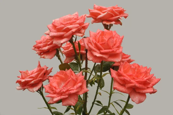 Roze kool rozen — Stockfoto