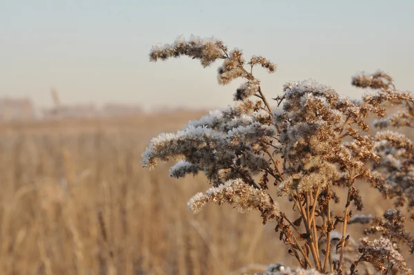 Grenar med frost — Stockfoto