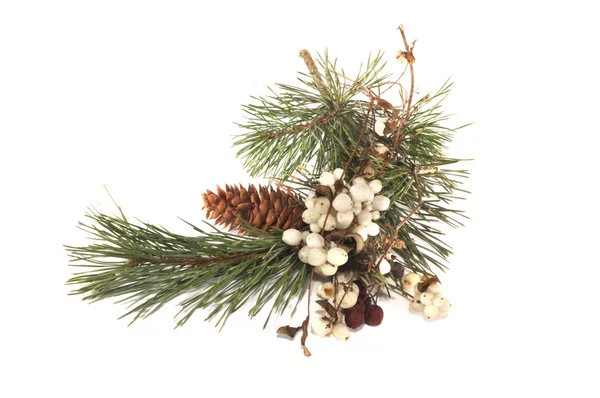 Çam dalı, kırmızı ve beyaz çilek 