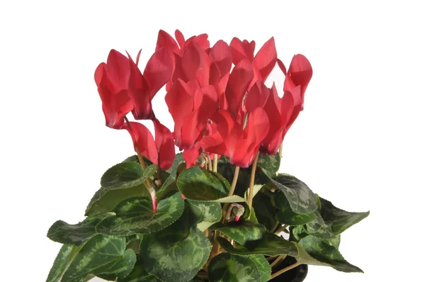 Flower cyclamen — Stock Photo, Image