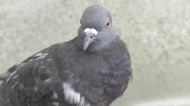 Sıcak; yakmak; seyahat; hafif; ağaç; doğa; orman; tehlike; alevler; alevler; tatil; bbq; bahçe; yemek; dinlenme; rahatlama; ateş; barbekü; açık hava; yeşil; orman; turizm; piknik; arka plan; vahşi; yakacak odun; yakacak odun;