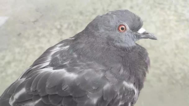 Taube Von Grauer Farbe Nahaufnahme Auf Verschwommenem Hintergrund — Stockvideo