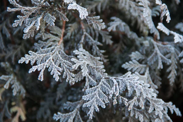 Gałęzie Drzewa Posypane Mrozem Zimowe Tło Choinki Posypane Śniegiem — Zdjęcie stockowe