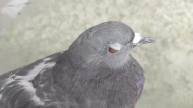 Bulanık arkaplanda gri renkli güvercin.