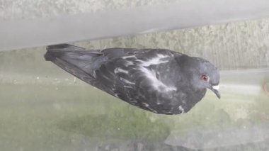  Bulanık arkaplanda gri renkli güvercin.