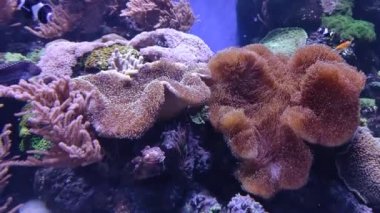 Temiz suda canlı mercanlar. Deniz yatağı. Mercan kayalıkları. Temiz suya dalmak