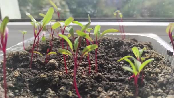Кімнатні Рослини Підвіконні Мікрогрін Мікрогрін Буряка — стокове відео