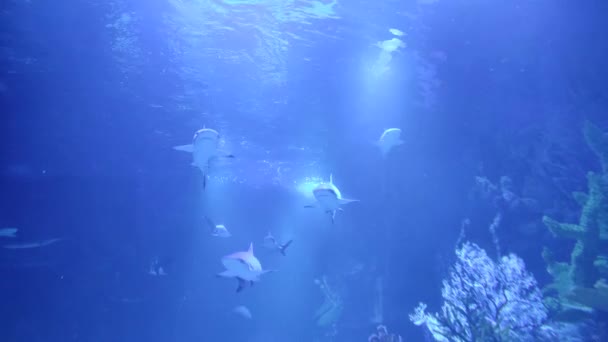鲨鱼在蓝色的水里游泳 水下世界 与鲨鱼一起潜水 — 图库视频影像