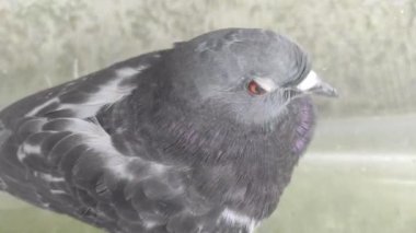 Bulanık arkaplanda gri renkli güvercin..