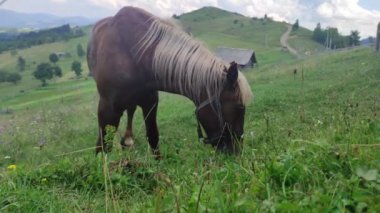 At yeşil çimlerde otluyor. At dağlarda otluyor. At yürüyor.