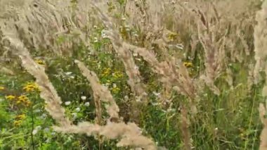 Kır çiçekleri ve çivili kazıklar rüzgarda sallanıyor.