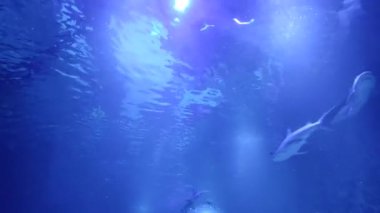 Köpekbalığı mavi suda yüzer. Su altı dünyası. Köpekbalıklarıyla dalış