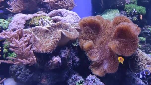 Levande Koraller Klart Vatten Havsbotten Korallrev Dykning Klart Vatten — Stockvideo