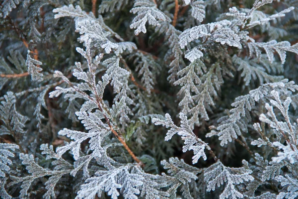 Les Branches Arbre Sont Saupoudrées Givre Arrière Plan Hivernal Sapin — Photo