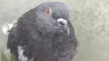 Bulanık arkaplanda gri renkli güvercin..