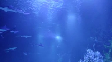 Köpekbalığı mavi suda yüzer. Su altı dünyası. Köpekbalığıyla dalış