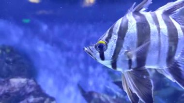 Çizgili balıklar mavi suda yüzer.