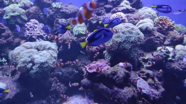 Acuario acuático coral.Los peces nadan en aguas cristalinas. Acuario con muchos peces — Vídeos de Stock