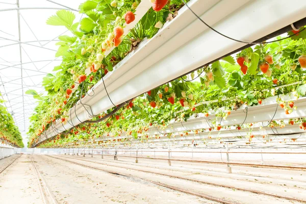 Fresas cultivadas en un invernadero — Foto de Stock