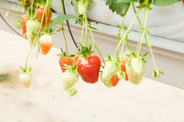 Strawberries cultured in a greenhouse — Stock Photo, Image