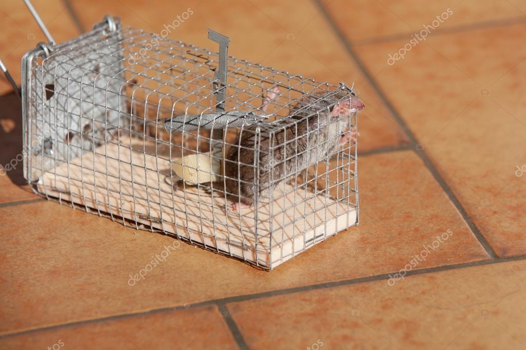 Closeup Of Panic Rat Mouse Caught In Rat Trap Cage Stock Photo, Picture and  Royalty Free Image. Image 153687273.