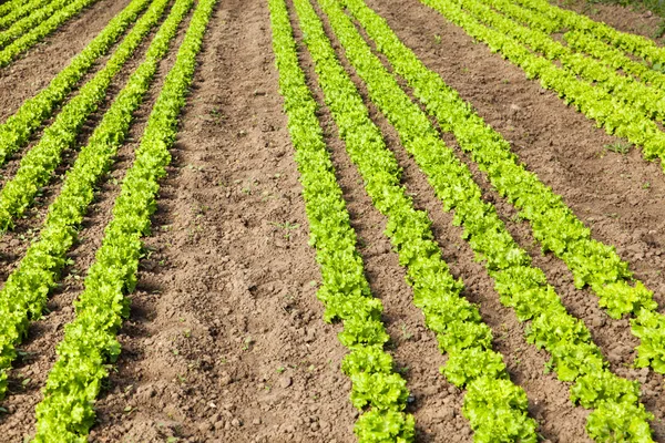 Ekologisk sallad i växthus — Stockfoto