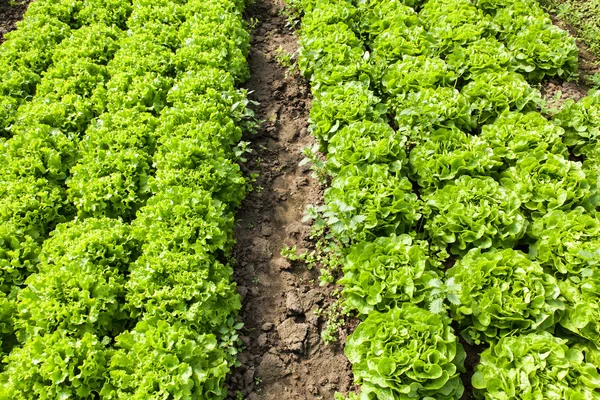 Salada orgânica em estufas — Fotografia de Stock