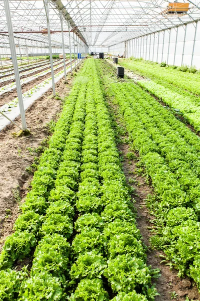 Salad organik di rumah kaca — Stok Foto