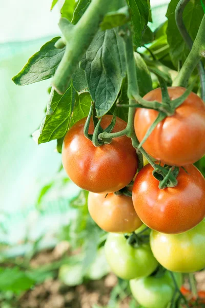 Tomates orgânicos em estufa — Fotografia de Stock