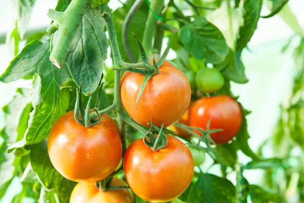 Organic tomatoes in a greenhouse — Stock Photo, Image