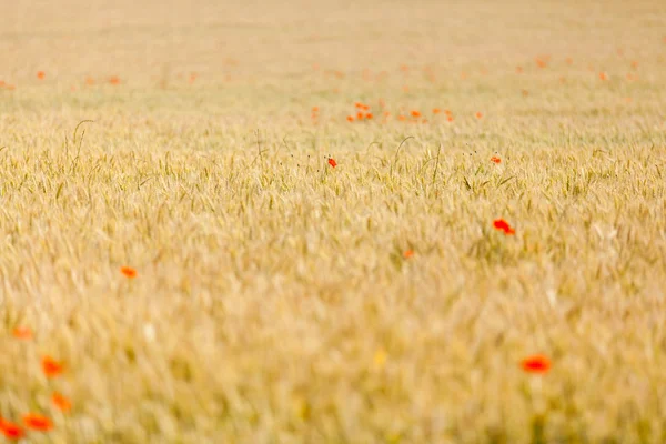 Red poppies in a field — Stock Photo, Image