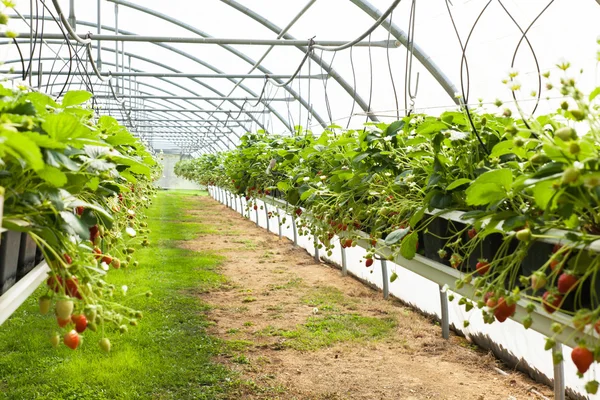 Fragole coltivate in serra — Foto Stock