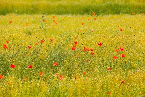 Red poppies in a field — Stock Photo, Image
