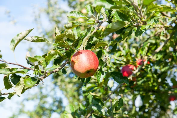 Äppelträd som är laddad med äpplen — Stockfoto