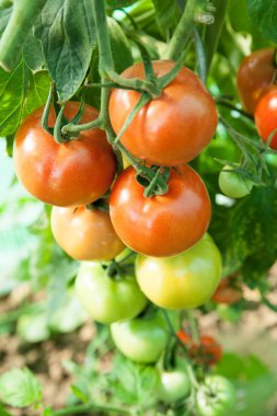 Bir sera organik domates