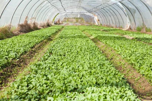 Organiczny rzodkiewka sadzenia — Zdjęcie stockowe