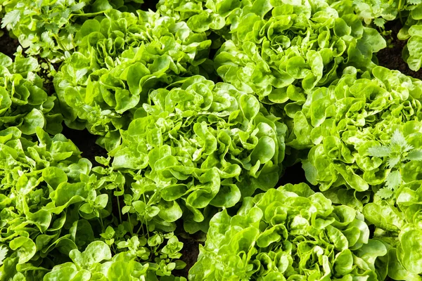 Ensalada ecológica en invernaderos — Foto de Stock