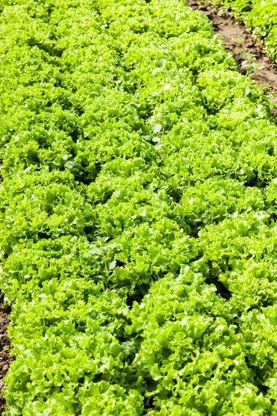 Ensalada ecológica en invernaderos — Foto de Stock