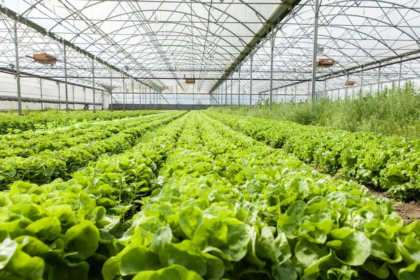 Ensalada ecológica en invernaderos Imagen de archivo