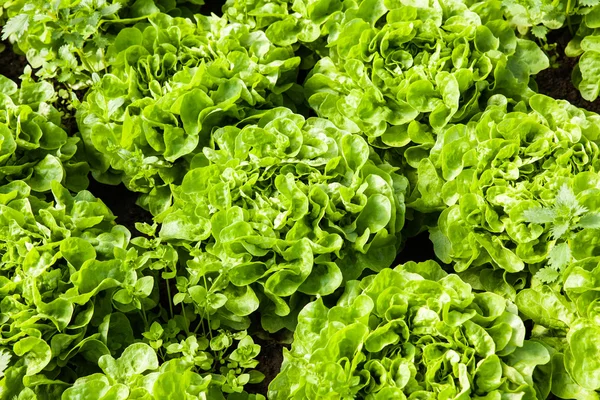 Biologische salade in kassen Rechtenvrije Stockfoto's