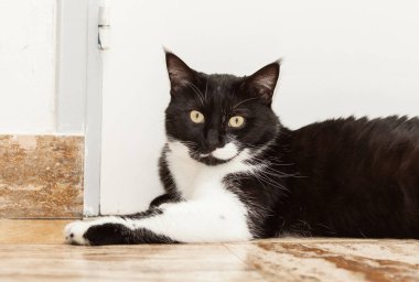 Siyah-beyaz, sarı gözlü, uzun saçlı bir kedinin portresi.