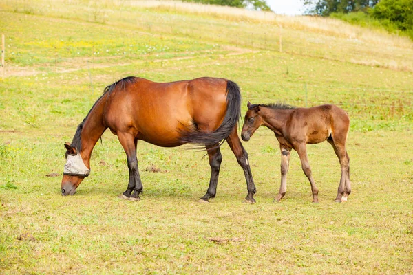 Potro Bahía Que Está Con Madre Verano Prado —  Fotos de Stock